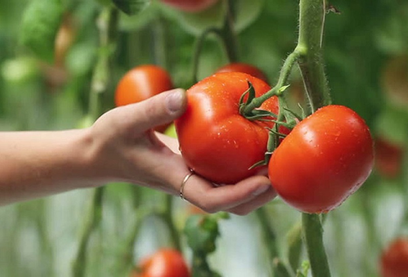10+ công thức điều trị nám bằng cà chua hiệu quả tại nhà