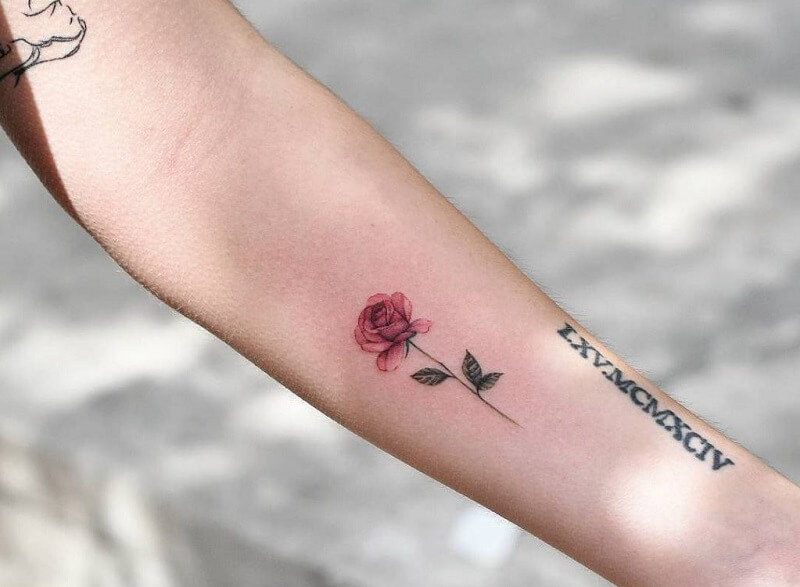 Hình xăm hoa hồng mini đơn giản mà đẹp ở chân tay lưng vai cổ sau gáy