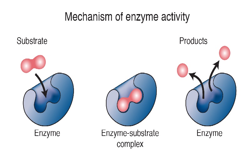 Uống enzyme có tốt không