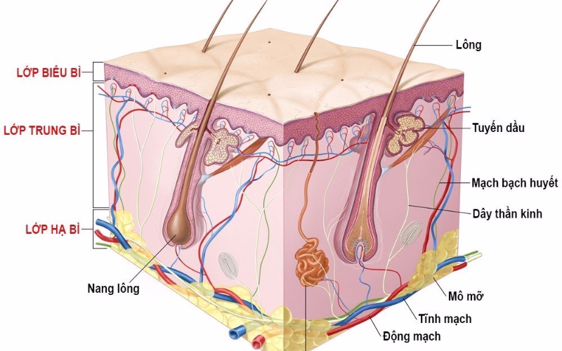 Cách trẻ hóa da mặt không cần phẫu thuật, an toàn và hiệu quả 1 Cấu trúc da bao gồm 3 lớp chính: thượng bì, trung bì và hạ bì