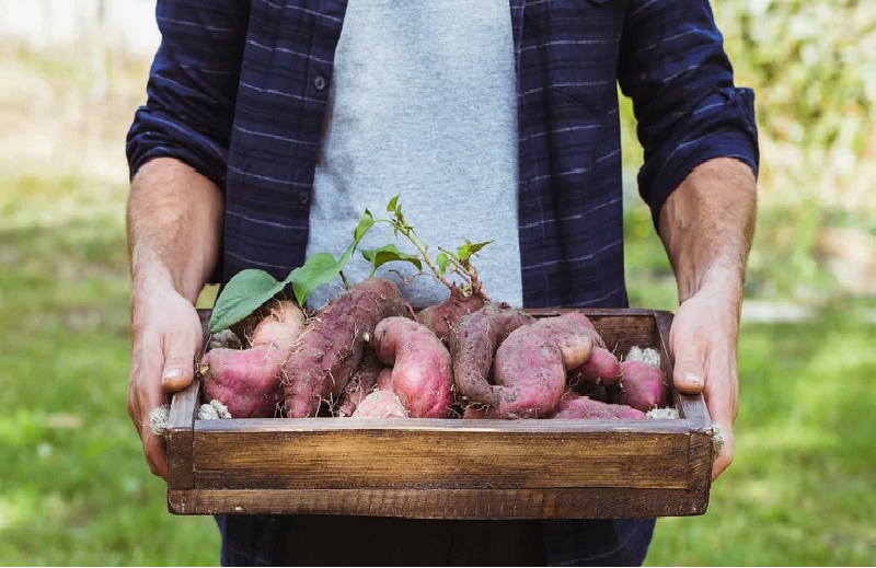 Tìm hiểu khoai lang mọc mầm có ăn được không?